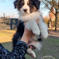 Cuccioli Pastore Australiano/Australian Shepherd