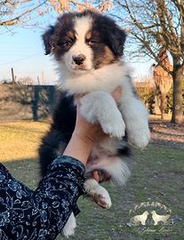 Cuccioli Pastore Australiano/Australian Shepherd