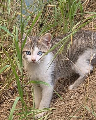 Gattina cucciola