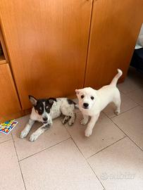 ? cuccioli