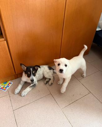 ? cuccioli