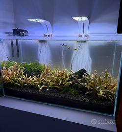Acquario