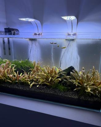 Acquario
