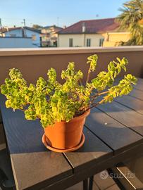 pianta di origano cubano