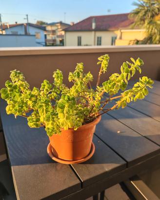 pianta di origano cubano