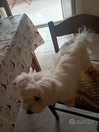 Cucciolo maltesa