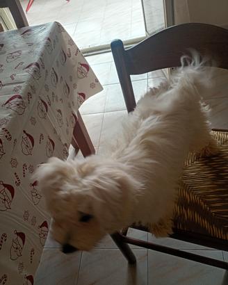 Cucciolo maltesa