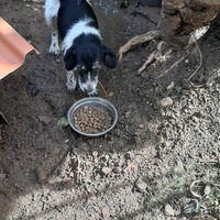 Meticcia cane da coniglio