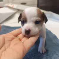 Cuccioli di Jack Russell