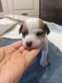 Cuccioli di Jack Russell