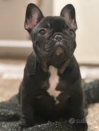 Bouledogue francese cucciolo