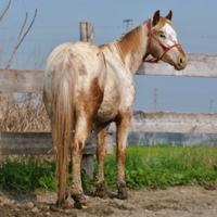 Cavalla puledra Appaloosa bollino oro