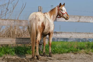Cavalla puledra Appaloosa bollino oro
