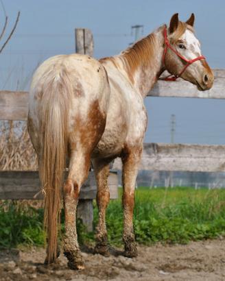 Cavalla puledra Appaloosa bollino oro