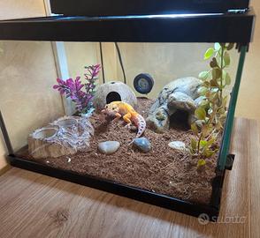 terrario giganterra