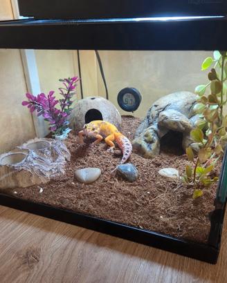 terrario giganterra