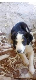 Cagnolino