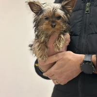 Yorkshire Terrier nero focato disponibile