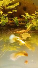 Guppy full gold