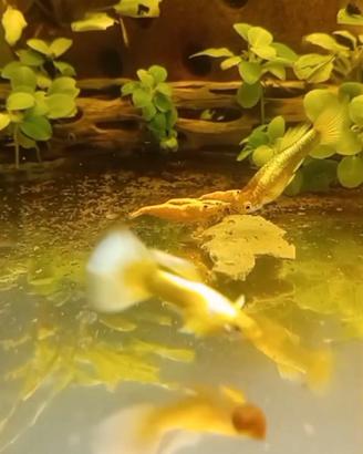 Guppy full gold