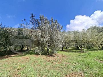 Terreno Agricolo Vairano Patenora
