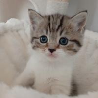 Cucciolo di Scottish Straight