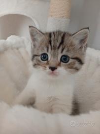 Cucciolo di Scottish Straight