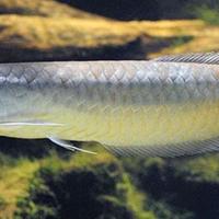 Ritiro pesci predatori