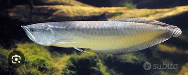 Ritiro pesci predatori