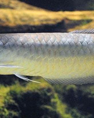 Ritiro pesci predatori