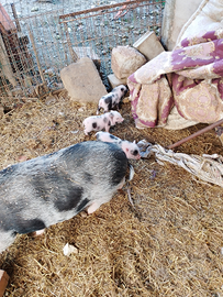 Maialini nani juliana