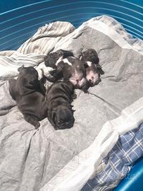 Bulldog francesi