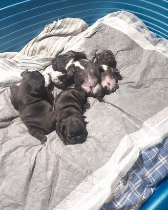 Bulldog francesi