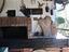 Immagine 13