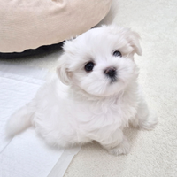 Cucciolo di maltese