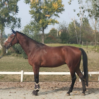 Cavallo kwpn dressage salto