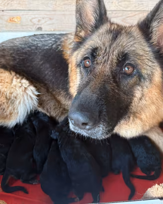 Cuccioli di Pastore Tedesco