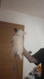 2 cuccioli di Chihuahua maschi pelo lungo e corto 