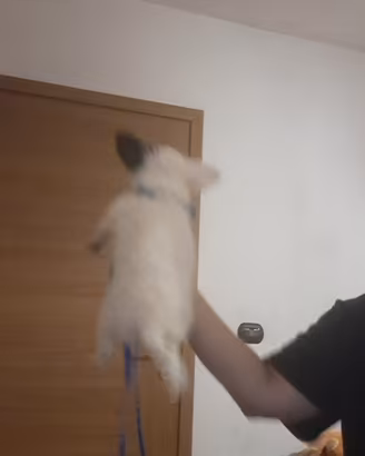 2 cuccioli di Chihuahua maschi pelo lungo e corto 