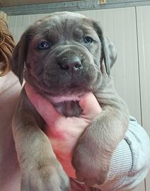 Cucciole di cane corso