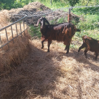 Capra e montone