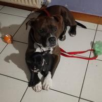 Pitbull ukc