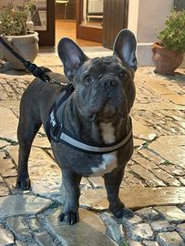 Buldog maschio