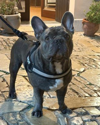Buldog maschio