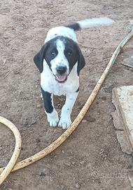 cuccioli di maremmano 