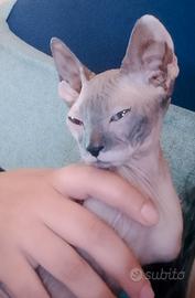 Sphynx Don leggi annuncio