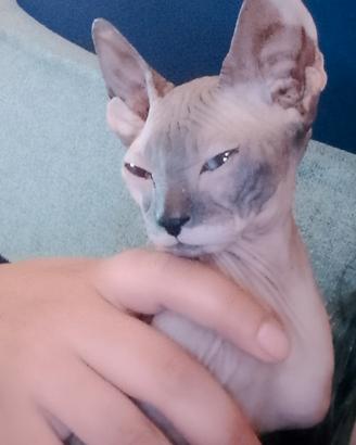 Sphynx Don leggi annuncio