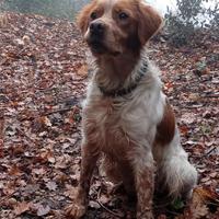 Cane Breton da riproduzione