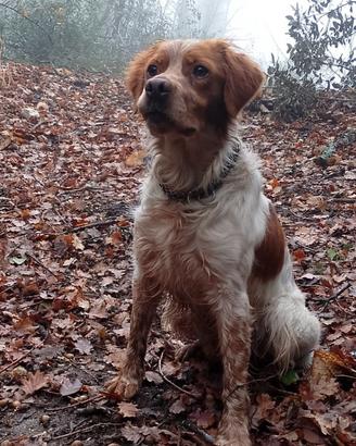Cane Breton da riproduzione