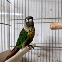 Pyrrhura molinae maschio